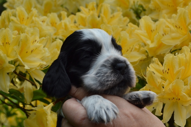 6c - pejsek oranžová.JPG